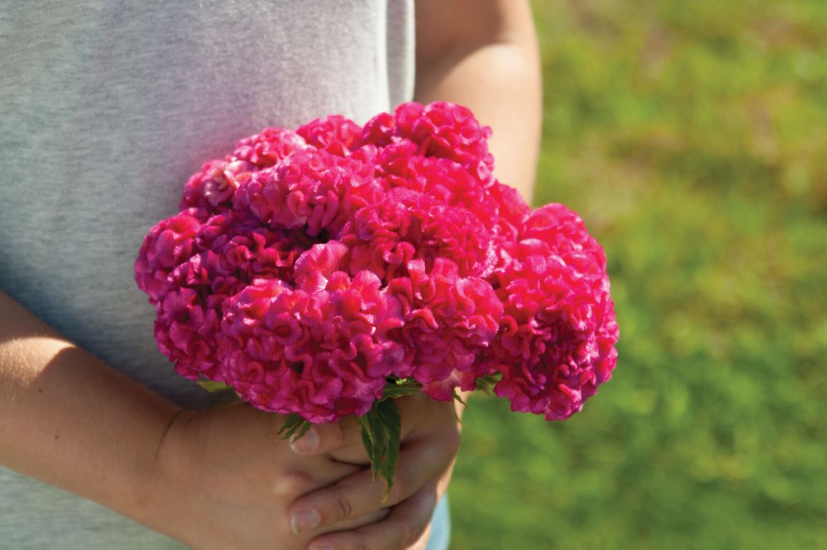 Chief Rose – Celosia Seed